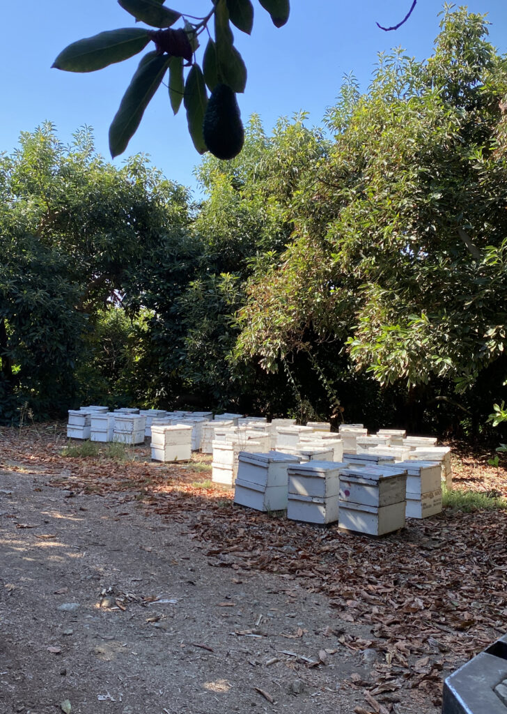 its a picture of our bees in an avocado grove